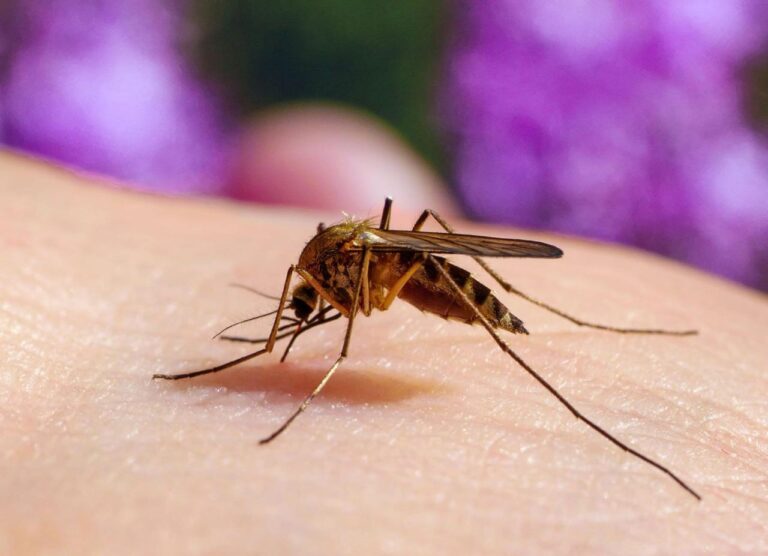 Malaria Now Rare In Lagos – Health Commissioner 