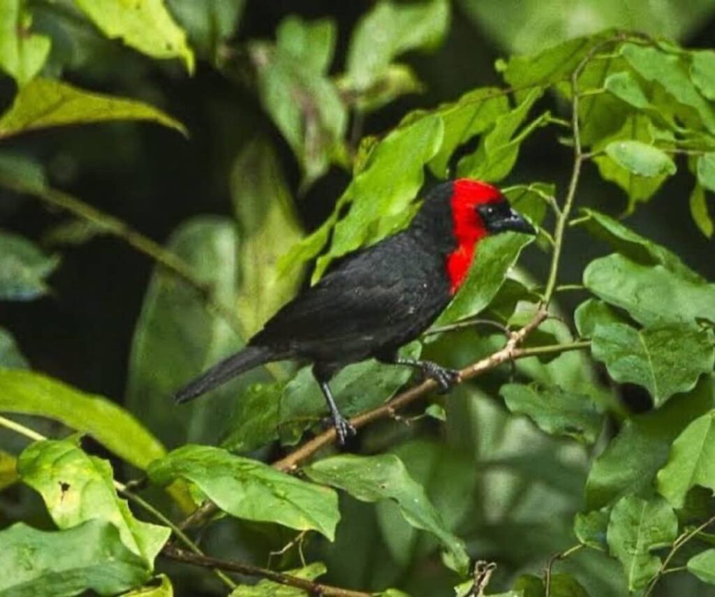 Ibadan Malimbe: All To Know About A Rare Bird Found Only In Ibadan, Southwest Of Nigeria