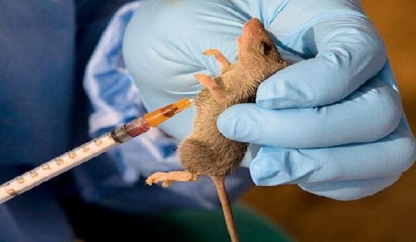 FLASH: Lassa Fever Kills Youth Corps Member In Ogun