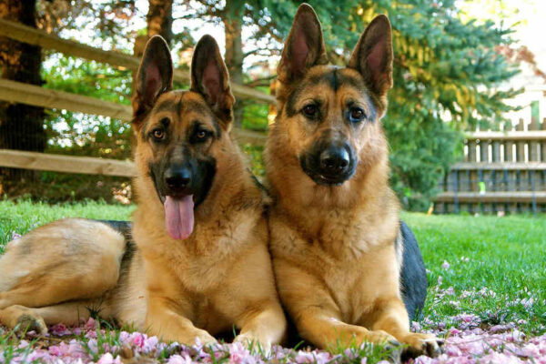 How Bandits Fed Twin Babies Born In Captivity To Dogs – Zamfara RepÂ