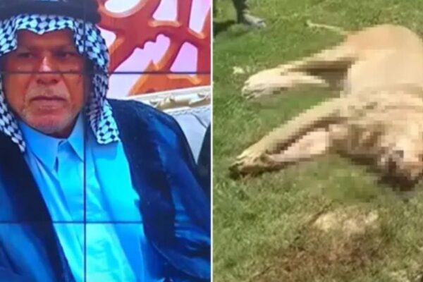 E DON HAPPEN: Lion Kills, Eats Owner Days After Purchase