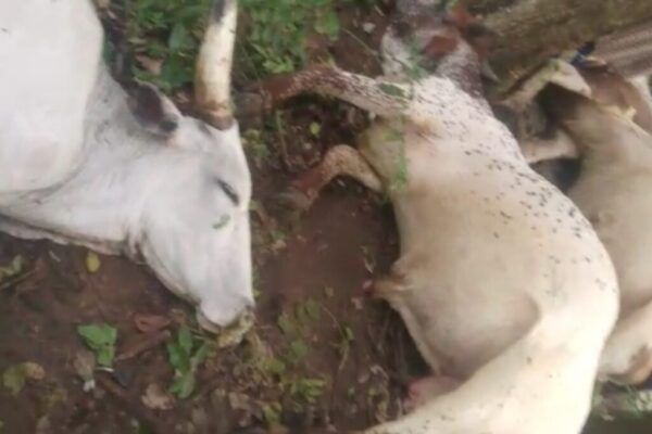 Thunder Kills 32 Cows In Ogun