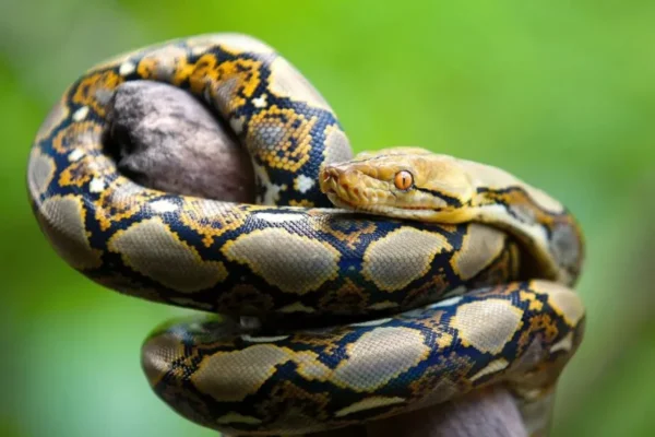 Python, Crocodile, Other Wild Animals Found In Former AGF’s Home In Kano
