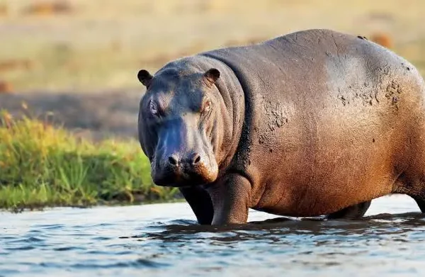 FLOOD: Displaced Hippopotamuses Attack Adamawa Communities, Kill One