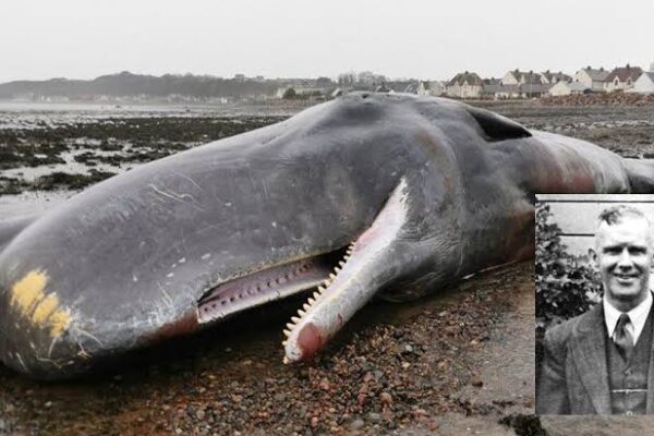 Modern Jonah: Story Of James Bartley, The Sailor Who Got Swallowed By A Whale And Survived