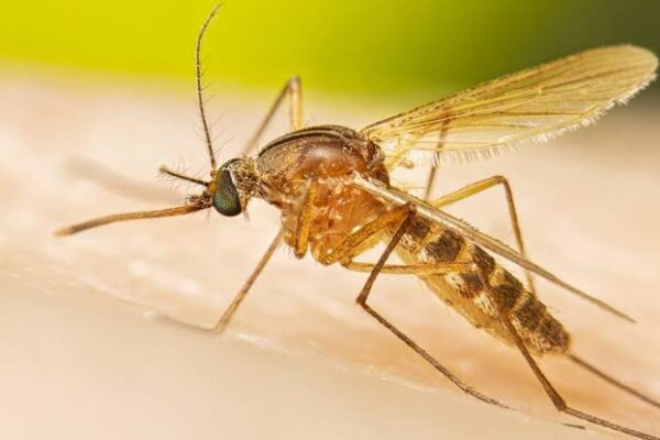 NCDC Warns Of Chikungunya Outbreak, Urges Nigerians To Prevent Mosquito BitesÂ
