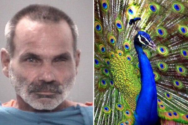 GBAM! Florida Man Arrested For Killing, Eating His Two Pet PeacocksÂ