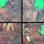Troops Neutralise 10 Terrorists, Recover Weapons, Equipment In Borno