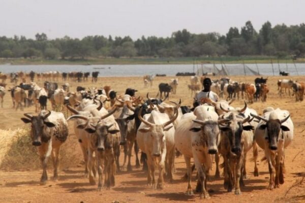 13-Year-Old Herder, 36 Cattle K¡lled In Fresh Plateau Attack